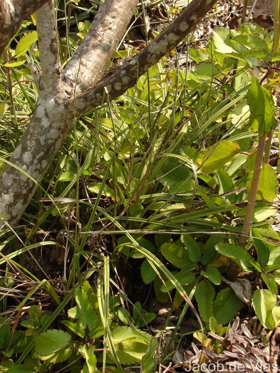 Eulophia epidendraea (J.Koenig ex Retz.) C.E.C.Fisch.